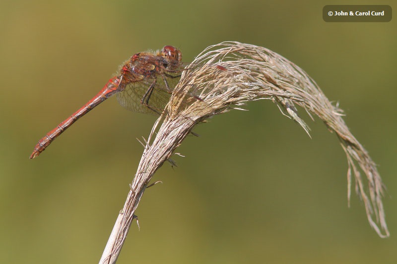 J01_4260 Sympetrum striolatum male2.JPG